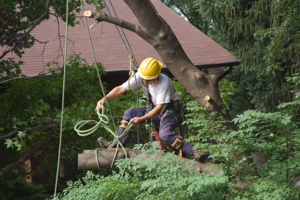 Lawn Watering Services in Warren, MN