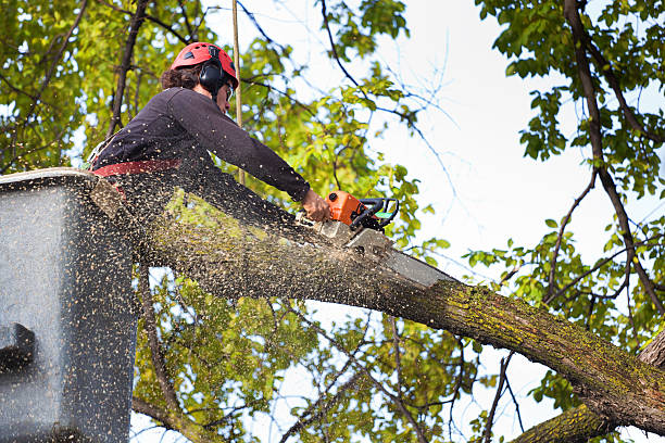 Best Tree Mulching  in Warren, MN