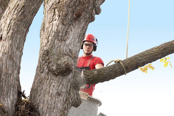 Warren, MN Tree Services Company